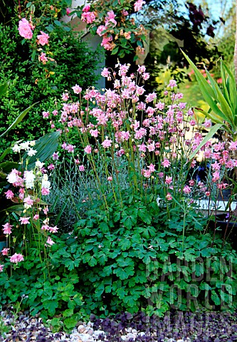 Aquilegia_sp_in_border