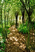 Phyllostachys (Bamboo) attached in a garden