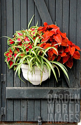 Plants_in_pot_in_summer_with_Solenostemon