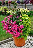 Flowers in pot in summer with Pennisetum and Petunia