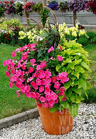 Flowers_in_pot_in_summer_with_Pennisetum_and_Petunia