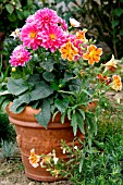 Flowers in pot in summer with Dahlia