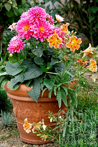Flowers_in_pot_in_summer_with_Dahlia