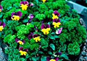 Flowers in pot in summer with Petroselinum sativum and Apium crispum