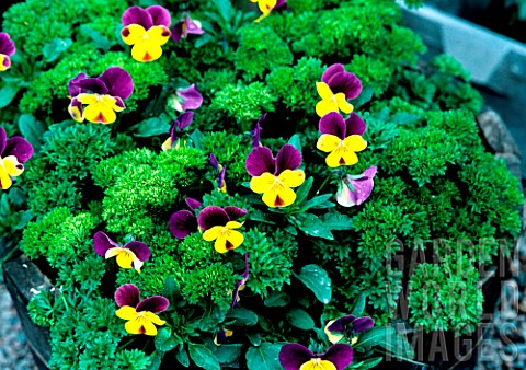 Flowers_in_pot_in_summer_with_Petroselinum_sativum_and_Apium_crispum