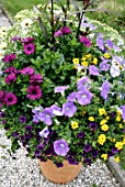 Flowers in pot in summer with Osteospermum, Bidens and Viola