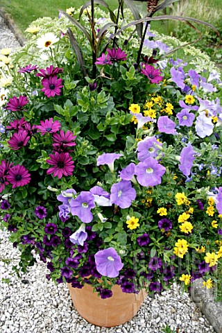 Flowers_in_pot_in_summer_with_Osteospermum_Bidens_and_Viola