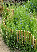 Centaurea cyanus in border