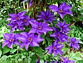 Clematis Jackmanii