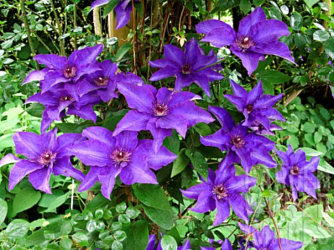 Clematis_Jackmanii