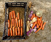 Daucus carota - adding sand to carrots