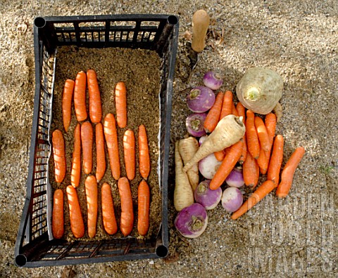 Daucus_carota__adding_sand_to_carrots