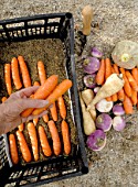Daucus carota - adding sand to carrots