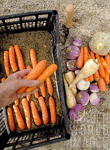 Daucus_carota__adding_sand_to_carrots