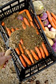 Daucus carota - adding sand to carrots