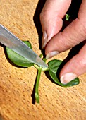 Step by step of cuttings of Diascia flower