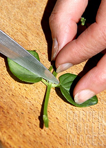 Step_by_step_of_cuttings_of_Diascia_flower