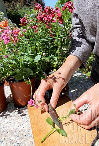 Step_by_step_of_cuttings_of_Diascia_flower