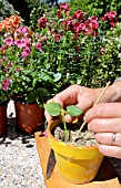 Step by step of cuttings of Diascia flower
