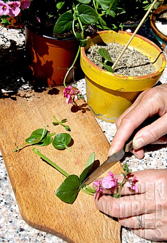 Step_by_step_of_cuttings_of_Diascia_flower