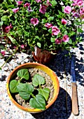 Step by step of cuttings of Diascia flower