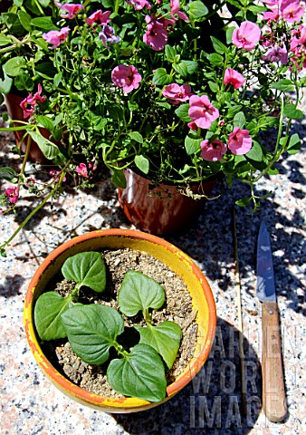 Step_by_step_of_cuttings_of_Diascia_flower