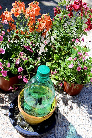 Step_by_step_of_cuttings_of_Diascia_flower