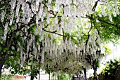 Pergola of white Wisteria