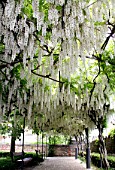 Pergola of white Wisteria