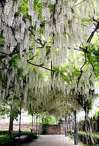 Pergola_of_white_Wisteria