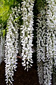 Pergola of white Wisteria