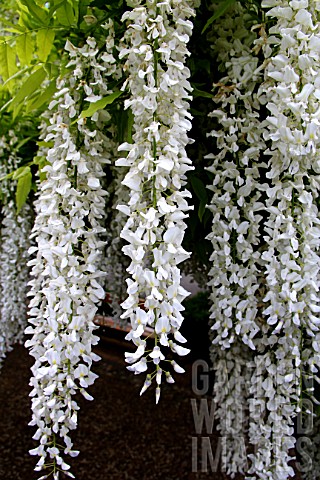 Pergola_of_white_Wisteria