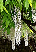 Pergola of white Wisteria