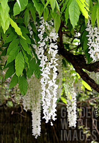 Pergola_of_white_Wisteria