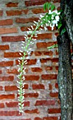 Pergola of white Wisteria