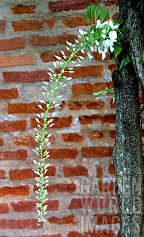 Pergola_of_white_Wisteria