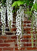 Pergola of white Wisteria