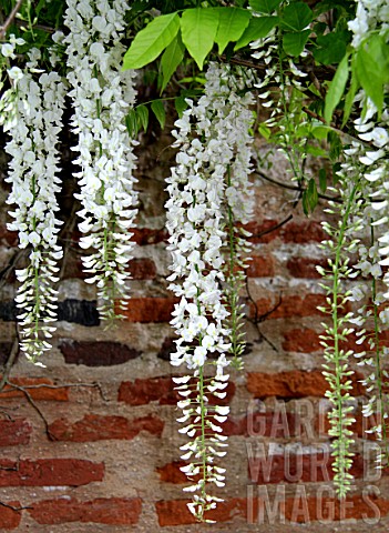 Pergola_of_white_Wisteria