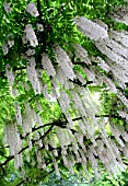 Pergola of white Wisterias