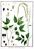 Botanical board drawing of Actaea