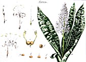 Botanical board drawing of Aletris