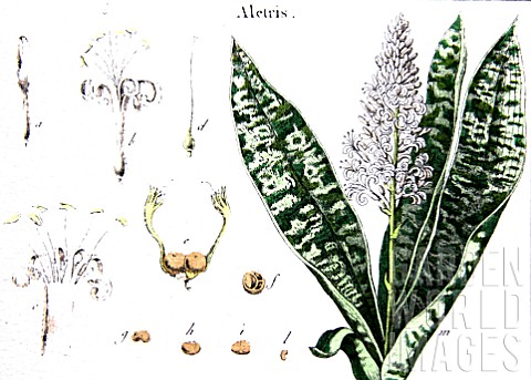 Botanical_board_drawing_of_Aletris