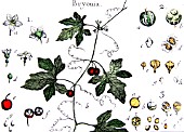 Botanical board drawing of Bryonia