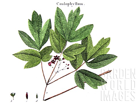 Botanical_board_drawing_of_Caulophyllum