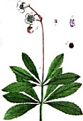 Botanical board drawing of Chimaphylla umbellata