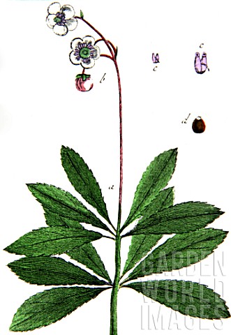 Botanical_board_drawing_of_Chimaphylla_umbellata