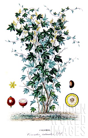Botanical_board_drawing_of_Cocculus_palmatus