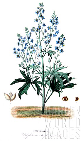 Botanical_board_drawing_of_Delphinium_staphisagria