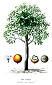 Botanical board drawing of Strychnos nux vomica