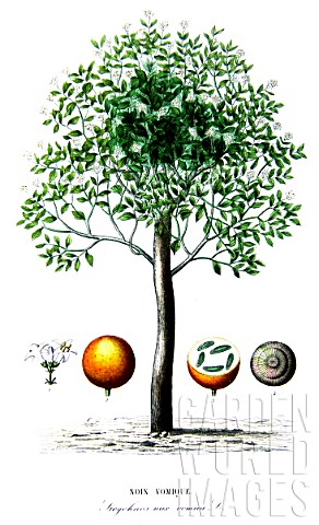 Botanical_board_drawing_of_Strychnos_nux_vomica